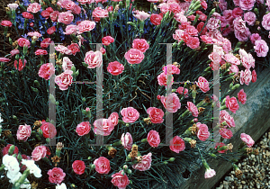 Picture of Dianthus  'Miss Pinky'