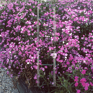 Picture of Dianthus chinensis 'First Love'