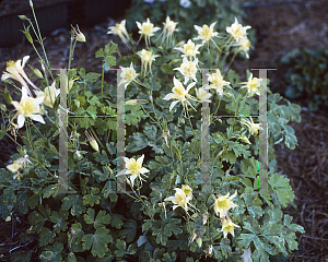 Picture of Aquilegia x hybrida 'Origami Yellow'