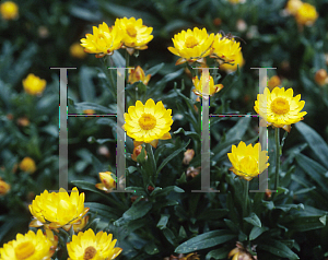 Picture of Helichrysum bracteatum 'Sundaze Yellow'
