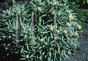 Picture of Helichrysum hybridum 'Sulphur Light'