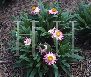 Picture of Helichrysum bracteatum 'Sundaze Pink'