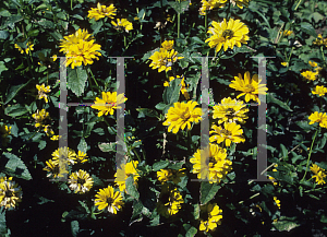 Picture of Heliopsis helianthoides 'Incomparabilis'