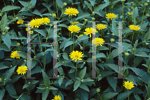 Picture of Heliopsis helianthoides ssp. scabra 