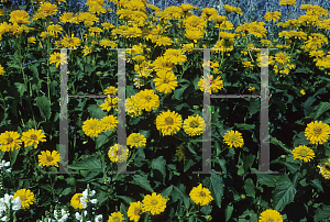 Picture of Heliopsis helianthoides 'Summer Sun'