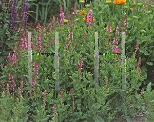 Picture of Salvia nemorosa 'Rosenwein'