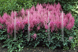 Picture of Astilbe japonica 'Mainz'