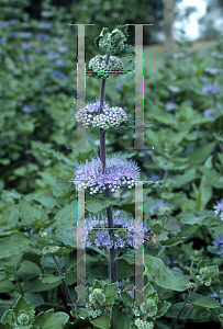 Picture of Caryopteris incana 