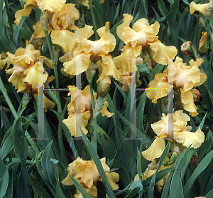 Picture of Iris bearded hybrids 'Fresco Frolic'