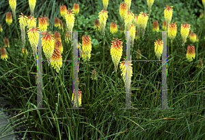 Picture of Kniphofia  'Royal Standard'