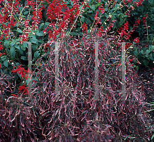 Picture of Acalypha godseffiana 'Tricolor'
