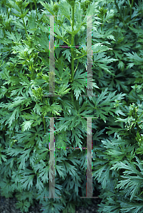 Picture of Aconitum ferox 