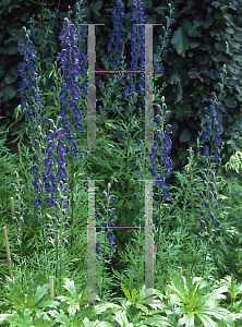 Picture of Aconitum napellus 'Barker's Variety'