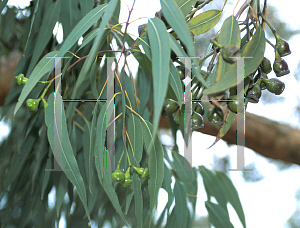 Picture of Eucalyptus woodwardii 