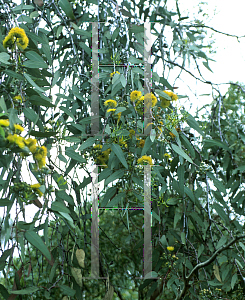 Picture of Eucalyptus woodwardii 