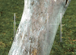 Picture of Eucalyptus erythronema var. marginata 