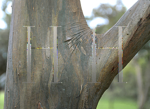 Picture of Eucalyptus pumila 