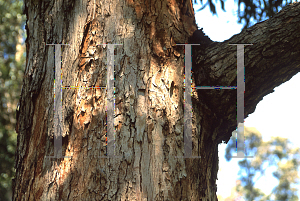 Picture of Eucalyptus resinifera 