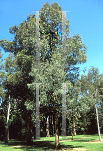 Picture of Eucalyptus radiata ssp. robertsonii 