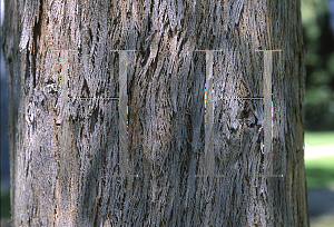 Picture of Eucalyptus radiata ssp. robertsonii 