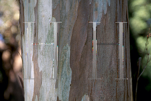 Picture of Eucalyptus viminalis 