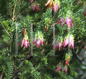 Picture of Darwinia oxylepis 