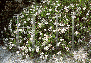 Picture of Xanthosia rotundifolia 