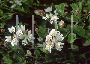 Picture of Xanthosia rotundifolia 
