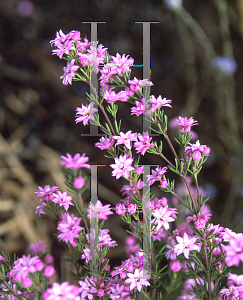 Picture of Boronia pilosa 'Rose Blossom'