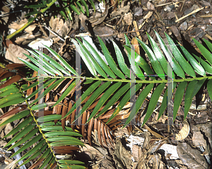 Picture of Encephalartos lebomboensis 