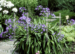 Picture of Agapanthus  'Headbourne hybrids'