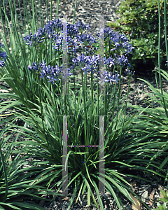 Picture of Agapanthus  'Lilliput'