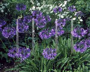 Picture of Agapanthus  'Loch Hope'