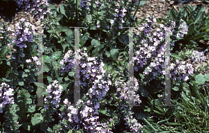 Picture of Ajuga genevensis 'Pink Beauty'