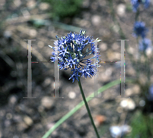 Picture of Allium caeruleum 
