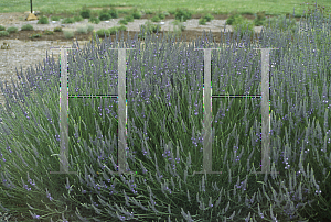 Picture of Lavandula x intermedia 'Dilly Dilly'