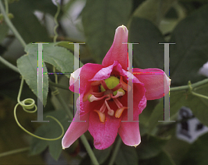 Picture of Passiflora  'Coral Glow'