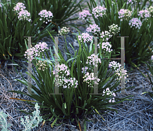 Picture of Allium senescens 