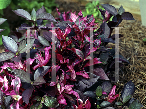 Picture of Alternanthera  'Gail's Choice'