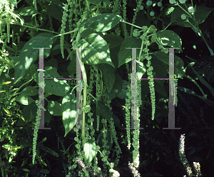 Picture of Amaranthus caudatus 'Viridis'