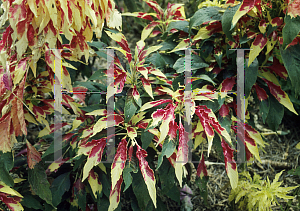 Picture of Amaranthus tricolor 'Splendens Perfecta'