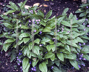 Picture of Anchusa leptophylla ssp. incana 