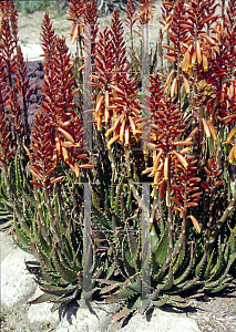 Picture of Aloe virens 