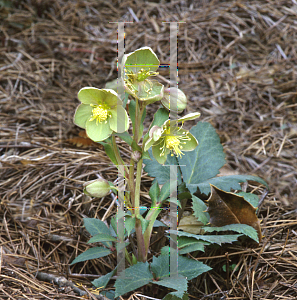Picture of Helleborus x sternii 'Boughton Beauty'
