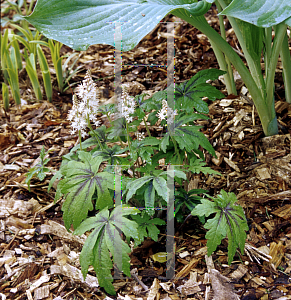 Picture of Tiarella  'Iron Butterfly'