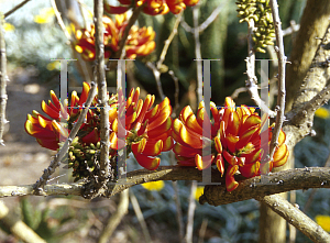 Picture of Erythrina acanthocarpa 