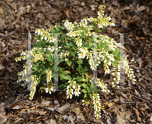 Picture of Pieris japonica var. yakushimensis 