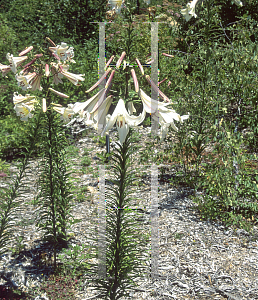Picture of Lilium brownii 