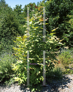 Picture of Liriodendron chinense 