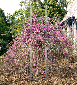 Picture of Cercis canadensis var. texensis 'Traveller'